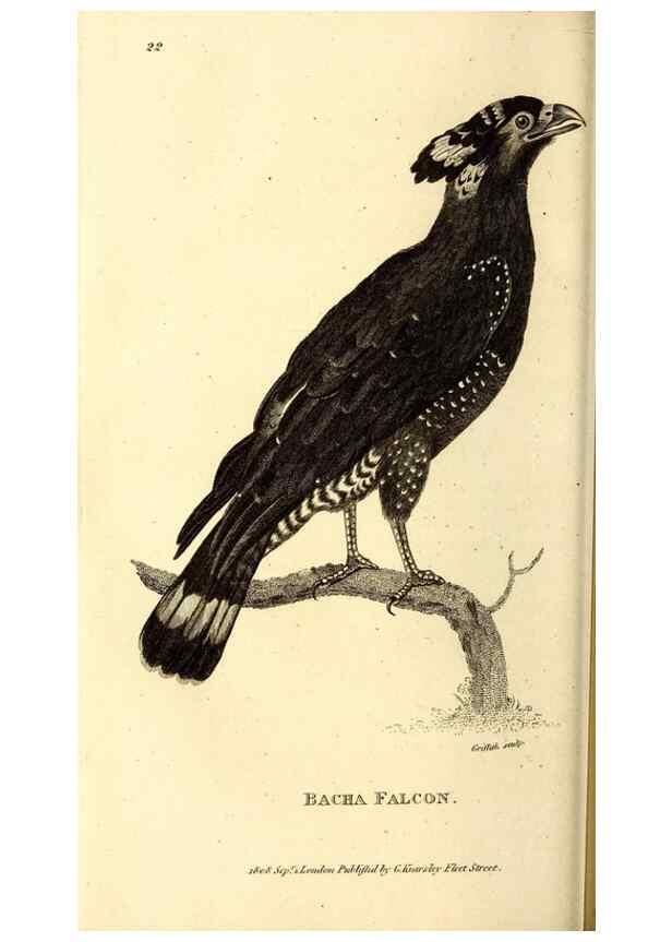 Reproducción/Reproduction 49830366622: General zoology, or Systematic natural history. London,Printed for G. Kearsley,1800-1826.. 