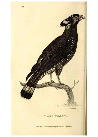 Reproducción/Reproduction 49830366622: General zoology, or Systematic natural history. London,Printed for G. Kearsley,1800-1826.. 