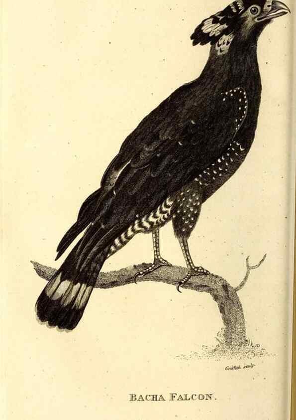Reproducción/Reproduction 49830366622: General zoology, or Systematic natural history. London,Printed for G. Kearsley,1800-1826.. 