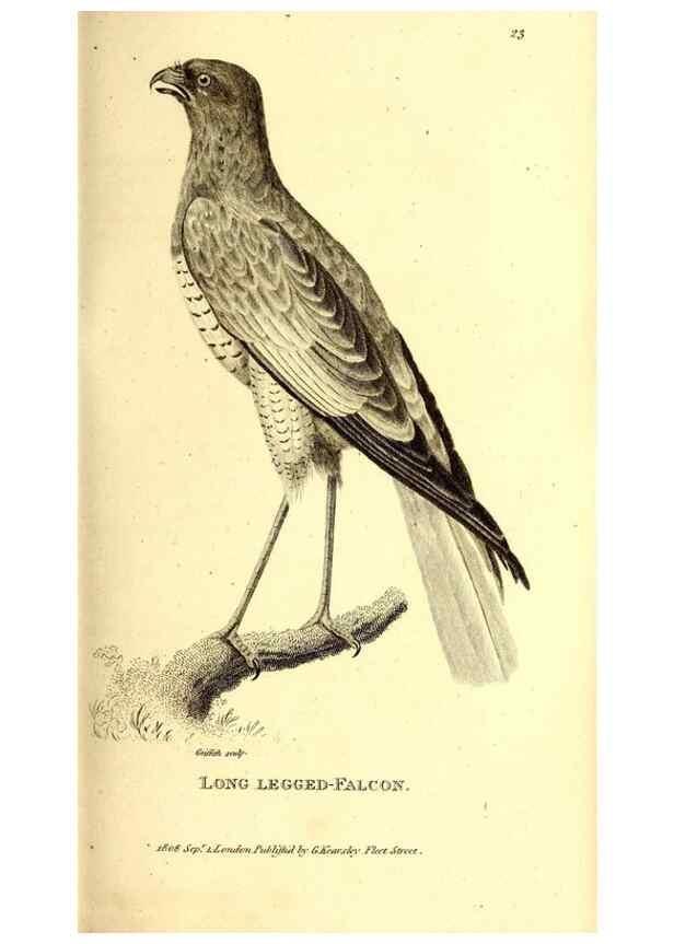 Reproducción/Reproduction 49829527963: General zoology, or Systematic natural history. London,Printed for G. Kearsley,1800-1826.. 