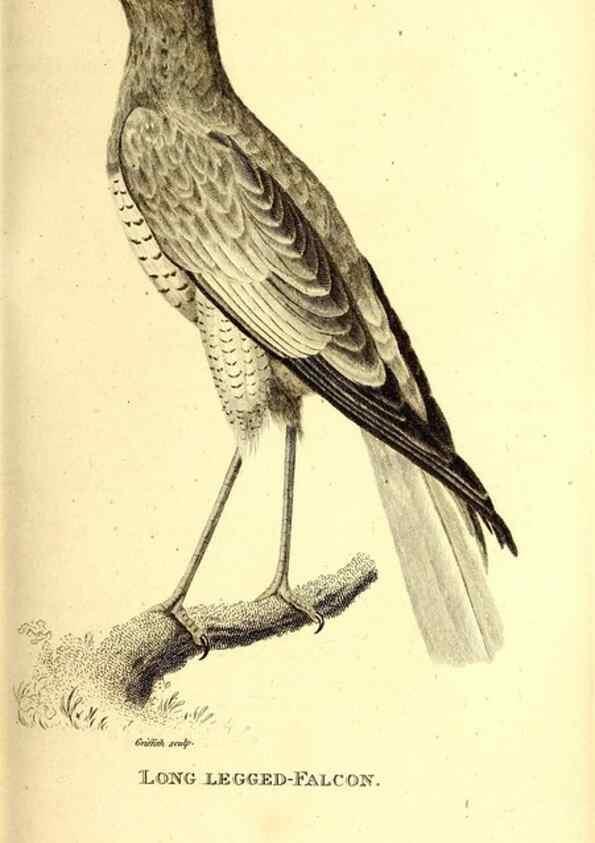 Reproducción/Reproduction 49829527963: General zoology, or Systematic natural history. London,Printed for G. Kearsley,1800-1826.. 