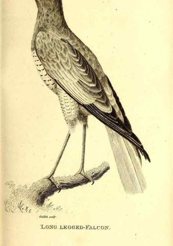 Reproducción/Reproduction 49829527963: General zoology, or Systematic natural history. London,Printed for G. Kearsley,1800-1826.. 