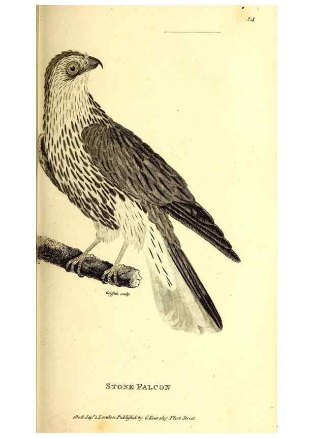 Reproducción/Reproduction 49830059371: General zoology, or Systematic natural history. London,Printed for G. Kearsley,1800-1826.. 