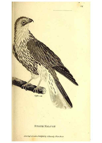 Reproducción/Reproduction 49830059371: General zoology, or Systematic natural history. London,Printed for G. Kearsley,1800-1826.. 