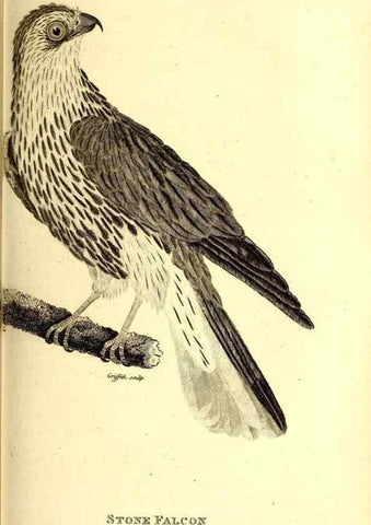 Reproducción/Reproduction 49830059371: General zoology, or Systematic natural history. London,Printed for G. Kearsley,1800-1826.. 