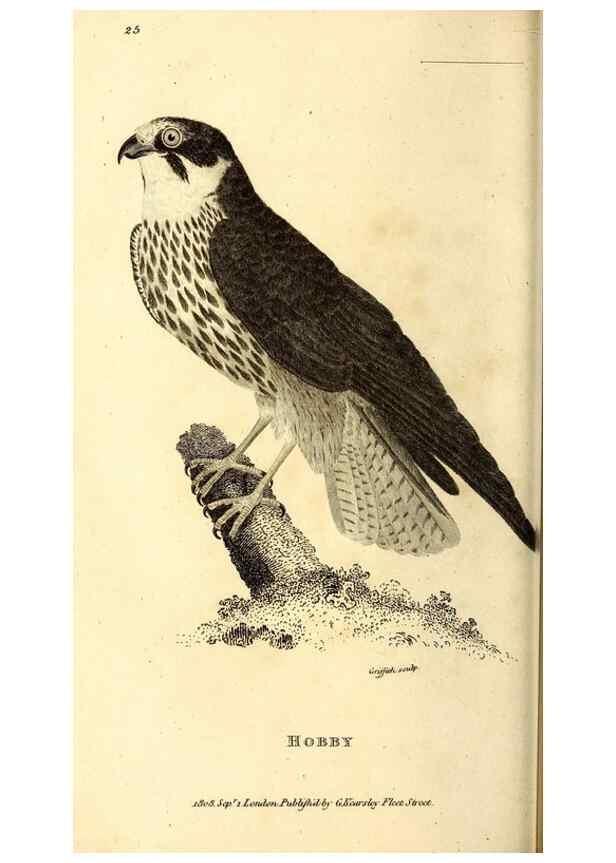 Reproducción/Reproduction 49830367597: General zoology, or Systematic natural history. London,Printed for G. Kearsley,1800-1826.. 