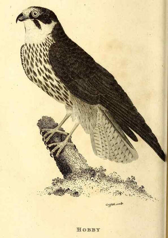Reproducción/Reproduction 49830367597: General zoology, or Systematic natural history. London,Printed for G. Kearsley,1800-1826.. 