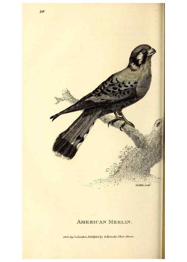 Reproducción/Reproduction 49830367977: General zoology, or Systematic natural history. London,Printed for G. Kearsley,1800-1826.. 
