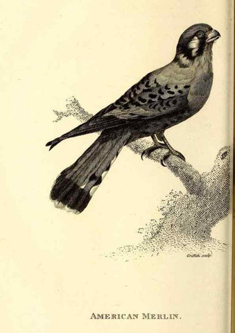 Reproducción/Reproduction 49830367977: General zoology, or Systematic natural history. London,Printed for G. Kearsley,1800-1826.. 