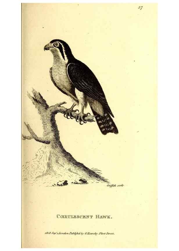 Reproducción/Reproduction 49830060866: General zoology, or Systematic natural history. London,Printed for G. Kearsley,1800-1826.. 