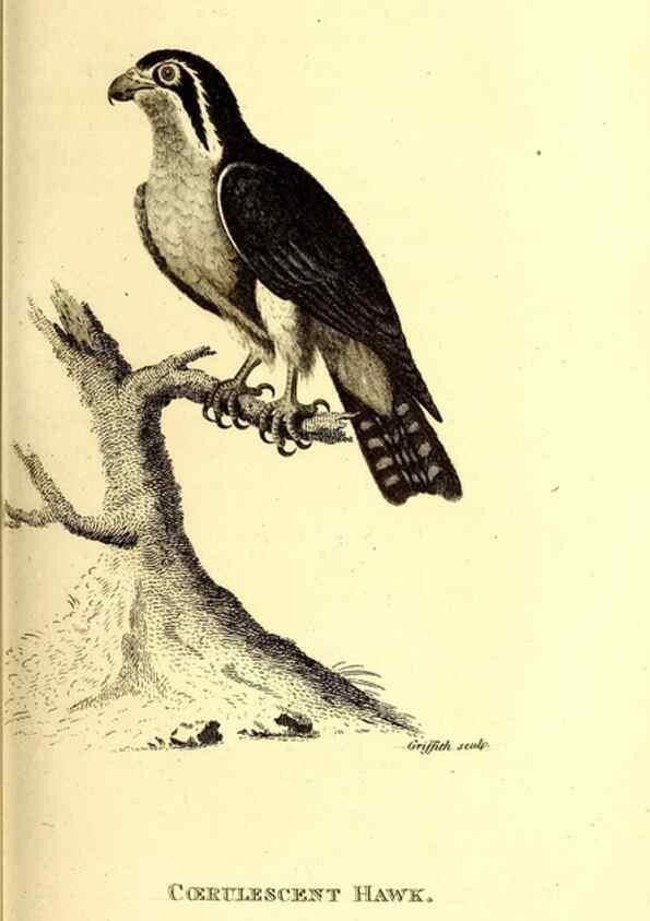 Reproducción/Reproduction 49830060866: General zoology, or Systematic natural history. London,Printed for G. Kearsley,1800-1826.. 