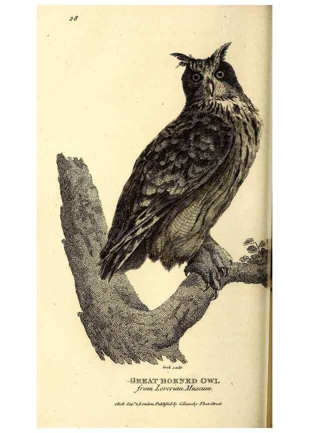 Reproducción/Reproduction 49829530198: General zoology, or Systematic natural history. London,Printed for G. Kearsley,1800-1826.. 
