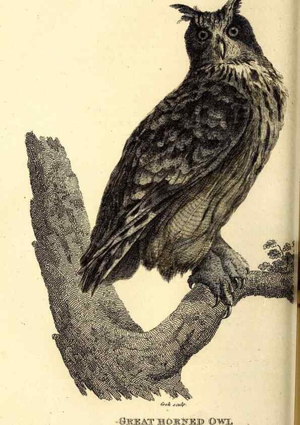 Reproducción/Reproduction 49829530198: General zoology, or Systematic natural history. London,Printed for G. Kearsley,1800-1826.. 