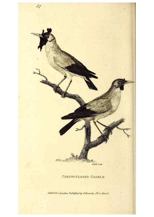 Reproducción/Reproduction 49829544618: General zoology, or Systematic natural history. London,Printed for G. Kearsley,1800-1826.. 