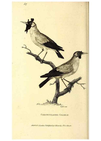 Reproducción/Reproduction 49829544618: General zoology, or Systematic natural history. London,Printed for G. Kearsley,1800-1826.. 