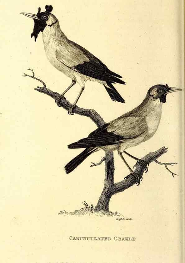 Reproducción/Reproduction 49829544618: General zoology, or Systematic natural history. London,Printed for G. Kearsley,1800-1826.. 