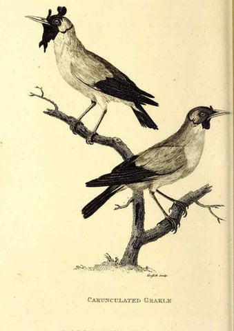 Reproducción/Reproduction 49829544618: General zoology, or Systematic natural history. London,Printed for G. Kearsley,1800-1826.. 