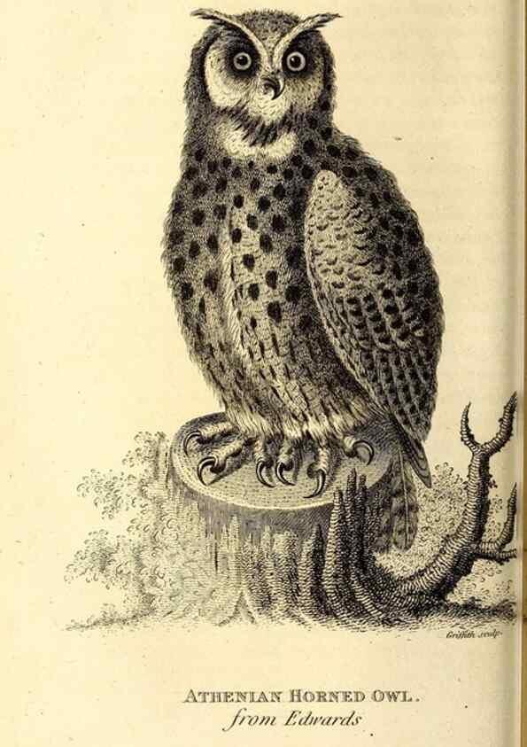 Reproducción/Reproduction 49830062386: General zoology, or Systematic natural history. London,Printed for G. Kearsley,1800-1826.. 