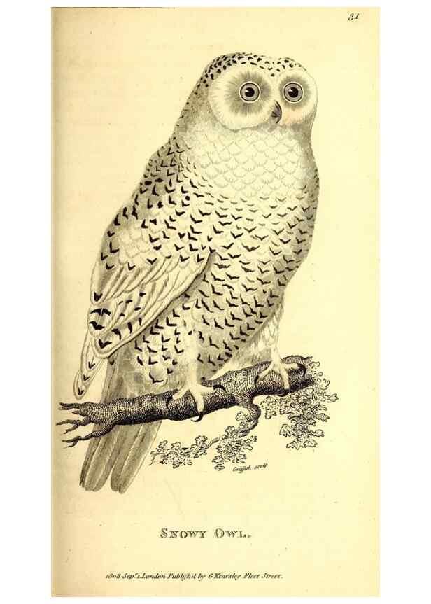 Reproducción/Reproduction 49830063761: General zoology, or Systematic natural history. London,Printed for G. Kearsley,1800-1826.. 