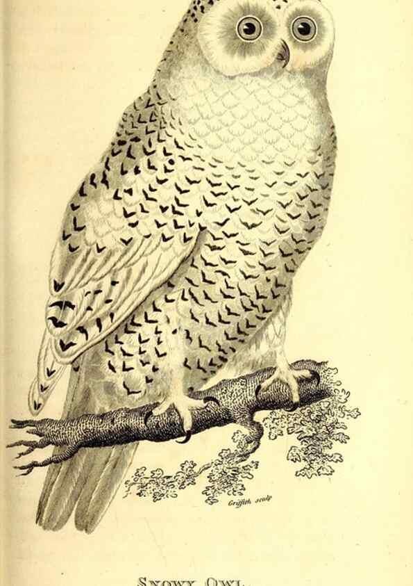 Reproducción/Reproduction 49830063761: General zoology, or Systematic natural history. London,Printed for G. Kearsley,1800-1826.. 