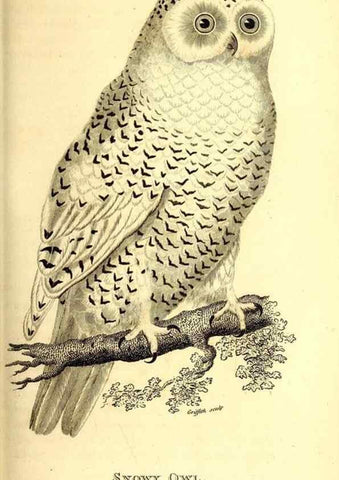 Reproducción/Reproduction 49830063761: General zoology, or Systematic natural history. London,Printed for G. Kearsley,1800-1826.. 