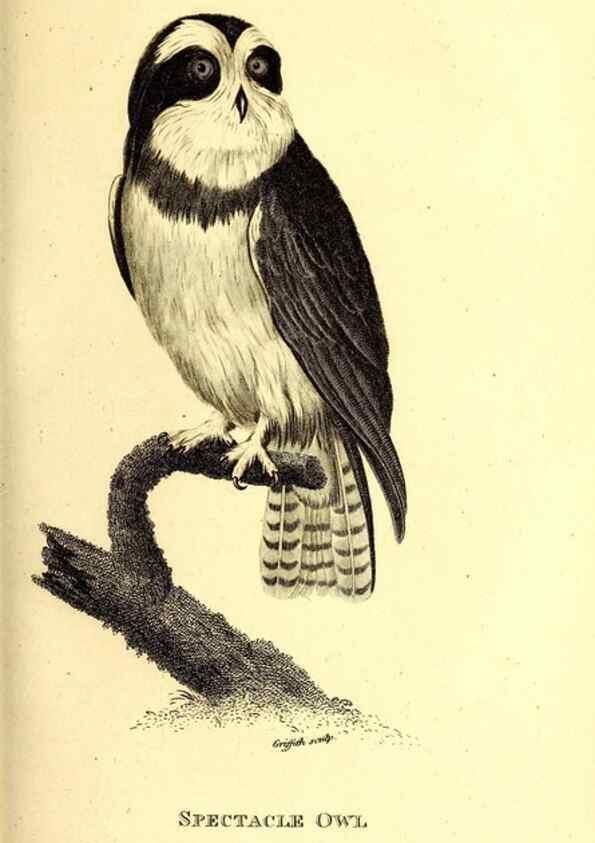 Reproducción/Reproduction 49829532828: General zoology, or Systematic natural history. London,Printed for G. Kearsley,1800-1826.. 