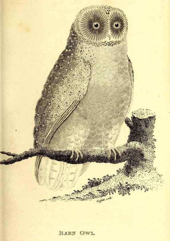 Reproducción/Reproduction 49829533193: General zoology, or Systematic natural history. London,Printed for G. Kearsley,1800-1826.. 