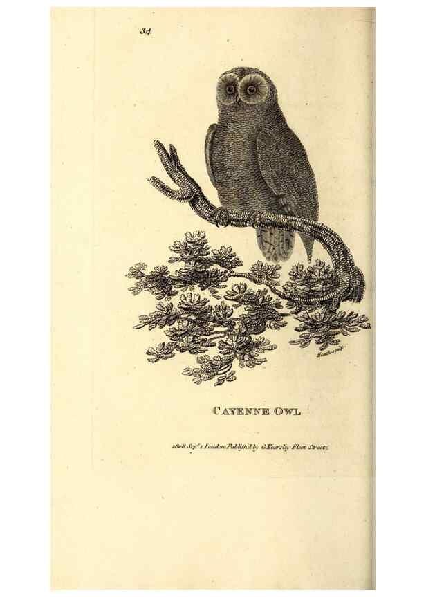 Reproducción/Reproduction 49829533763: General zoology, or Systematic natural history. London,Printed for G. Kearsley,1800-1826.. 