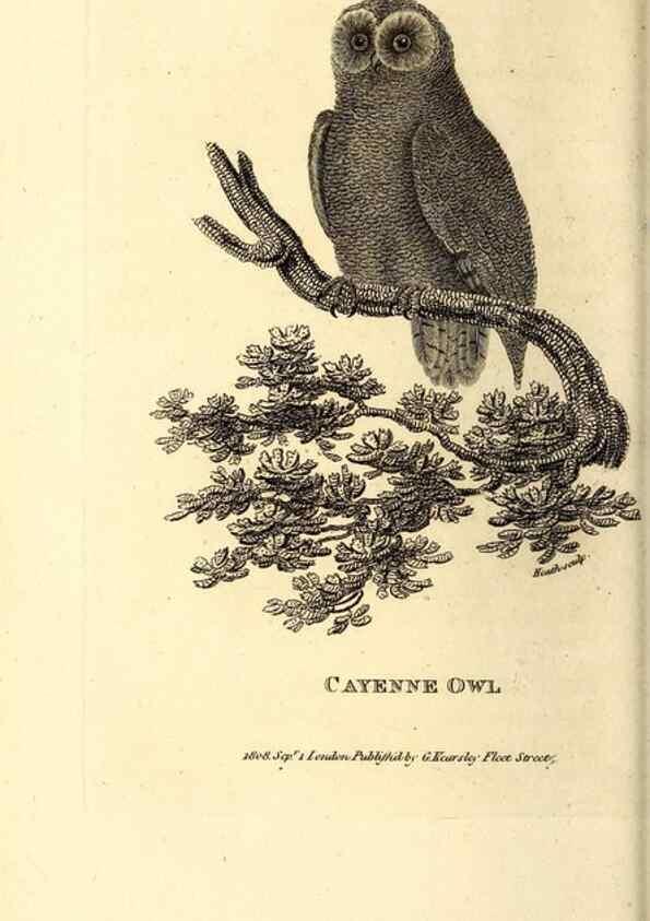 Reproducción/Reproduction 49829533763: General zoology, or Systematic natural history. London,Printed for G. Kearsley,1800-1826.. 