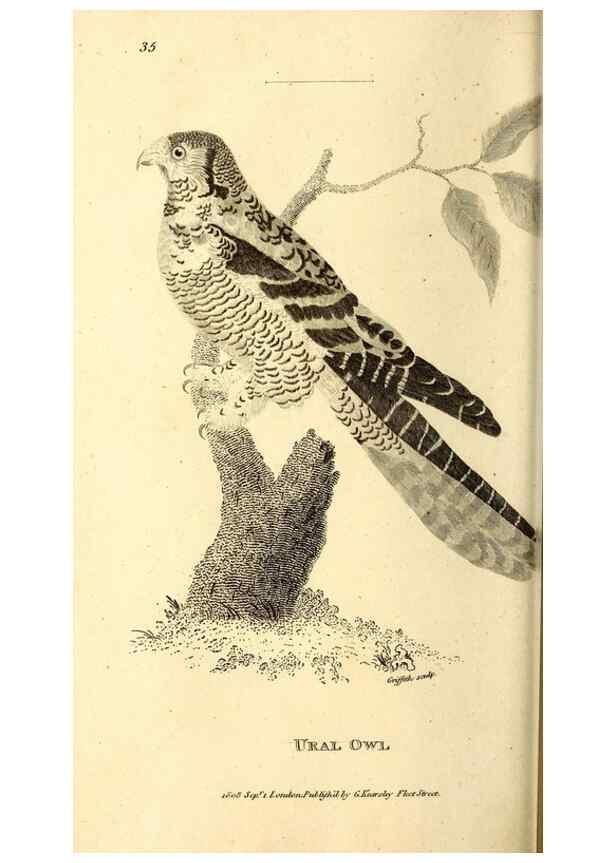 Reproducción/Reproduction 49830065756: General zoology, or Systematic natural history. London,Printed for G. Kearsley,1800-1826.. 