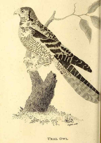 Reproducción/Reproduction 49830065756: General zoology, or Systematic natural history. London,Printed for G. Kearsley,1800-1826.. 