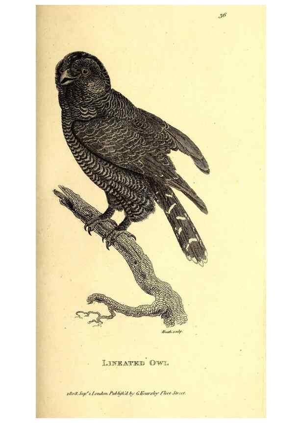 Reproducción/Reproduction 49830066191: General zoology, or Systematic natural history. London,Printed for G. Kearsley,1800-1826.. 