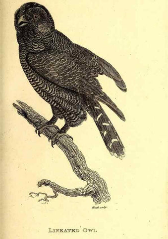 Reproducción/Reproduction 49830066191: General zoology, or Systematic natural history. London,Printed for G. Kearsley,1800-1826.. 