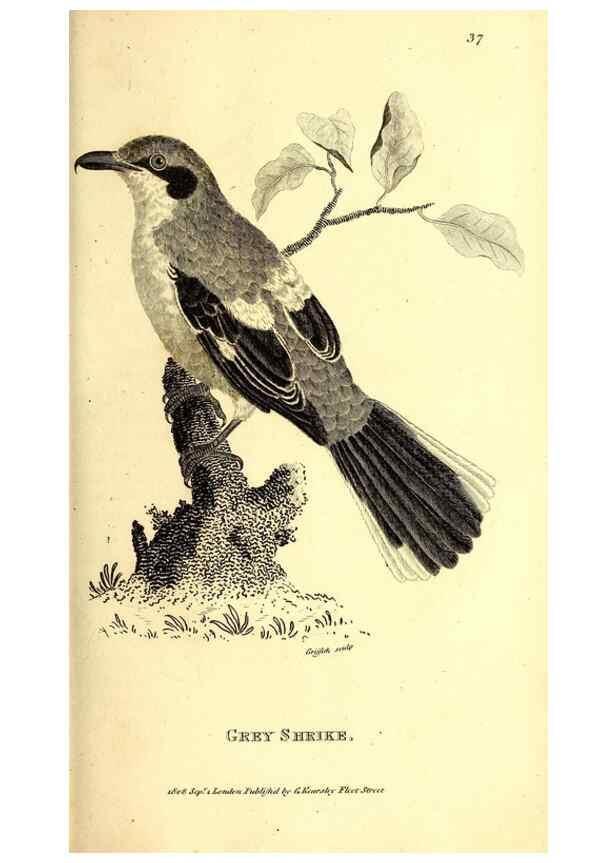 Reproducción/Reproduction 49830066461: General zoology, or Systematic natural history. London,Printed for G. Kearsley,1800-1826.. 
