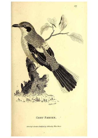 Reproducción/Reproduction 49830066461: General zoology, or Systematic natural history. London,Printed for G. Kearsley,1800-1826.. 