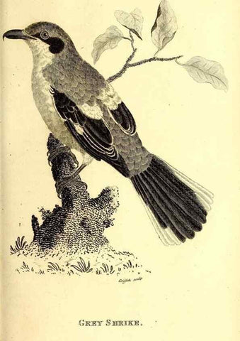 Reproducción/Reproduction 49830066461: General zoology, or Systematic natural history. London,Printed for G. Kearsley,1800-1826.. 