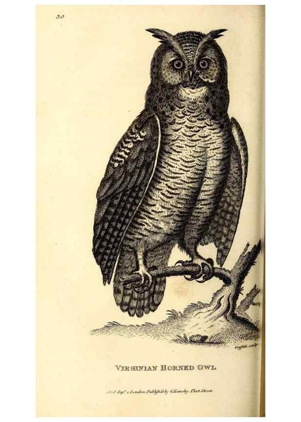 Reproducción/Reproduction 49830063081: General zoology, or Systematic natural history. London,Printed for G. Kearsley,1800-1826.. 