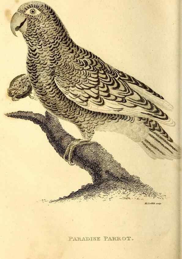 Reproducción/Reproduction 49829659478: General zoology, or Systematic natural history. London,Printed for G. Kearsley,1800-1826.. 