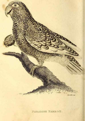 Reproducción/Reproduction 49829659478: General zoology, or Systematic natural history. London,Printed for G. Kearsley,1800-1826.. 