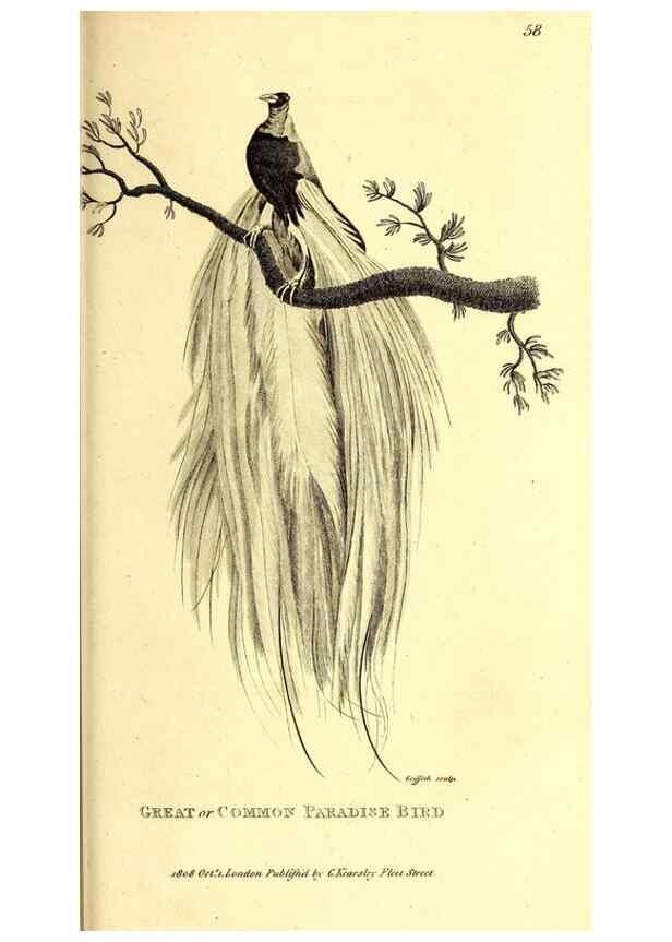 Reproducción/Reproduction 49829545213: General zoology, or Systematic natural history. London,Printed for G. Kearsley,1800-1826.. 