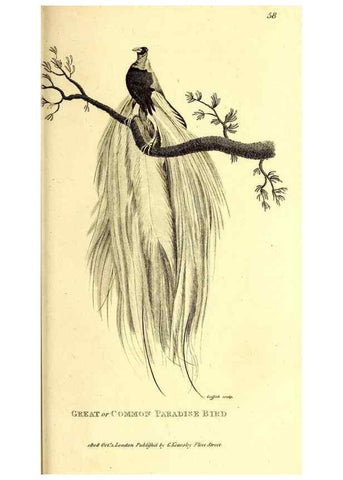 Reproducción/Reproduction 49829545213: General zoology, or Systematic natural history. London,Printed for G. Kearsley,1800-1826.. 