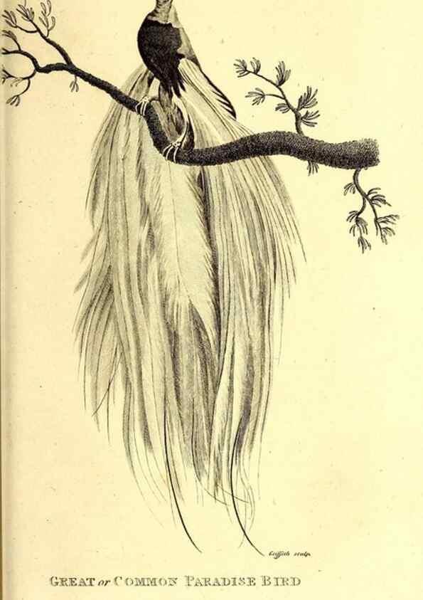 Reproducción/Reproduction 49829545213: General zoology, or Systematic natural history. London,Printed for G. Kearsley,1800-1826.. 