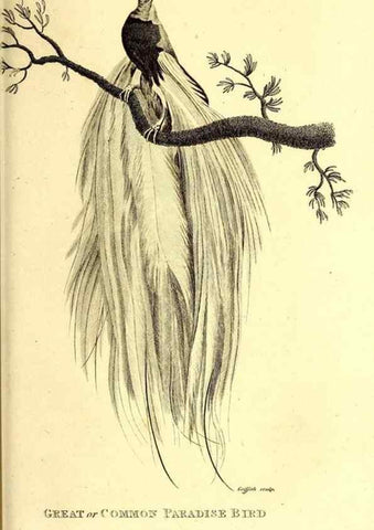 Reproducción/Reproduction 49829545213: General zoology, or Systematic natural history. London,Printed for G. Kearsley,1800-1826.. 