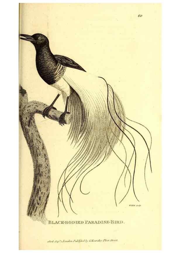 Reproducción/Reproduction 49830077606: General zoology, or Systematic natural history. London,Printed for G. Kearsley,1800-1826.. 