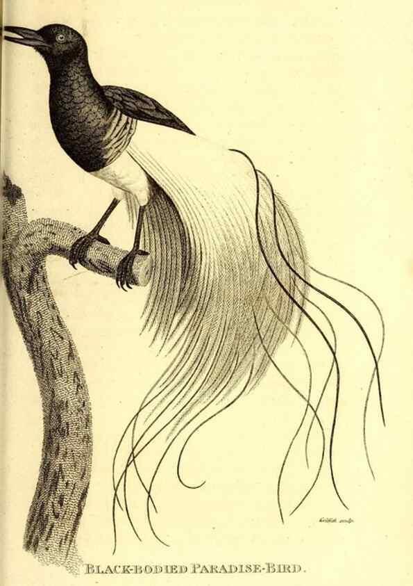 Reproducción/Reproduction 49830077606: General zoology, or Systematic natural history. London,Printed for G. Kearsley,1800-1826.. 
