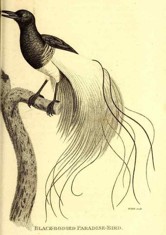 Reproducción/Reproduction 49830077606: General zoology, or Systematic natural history. London,Printed for G. Kearsley,1800-1826.. 