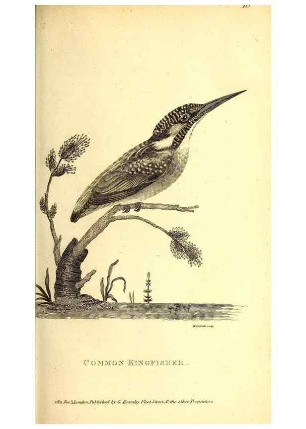 Reproducción/Reproduction 49829633878: General zoology, or Systematic natural history. London,Printed for G. Kearsley,1800-1826.. 