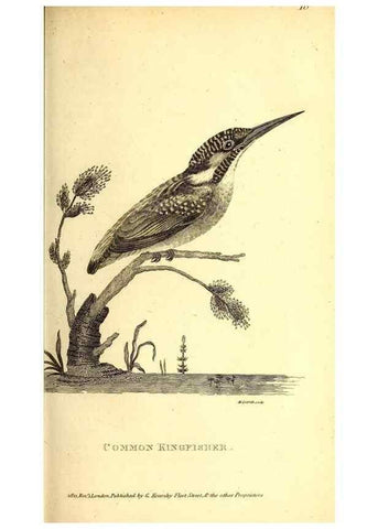 Reproducción/Reproduction 49829633878: General zoology, or Systematic natural history. London,Printed for G. Kearsley,1800-1826.. 