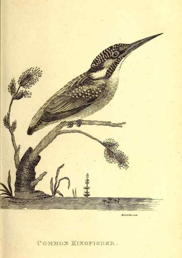 Reproducción/Reproduction 49829633878: General zoology, or Systematic natural history. London,Printed for G. Kearsley,1800-1826.. 