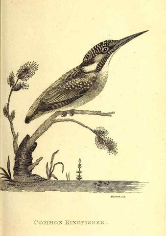 Reproducción/Reproduction 49829633878: General zoology, or Systematic natural history. London,Printed for G. Kearsley,1800-1826.. 